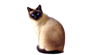 Siamese Cat