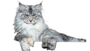 Maine Coon Cat